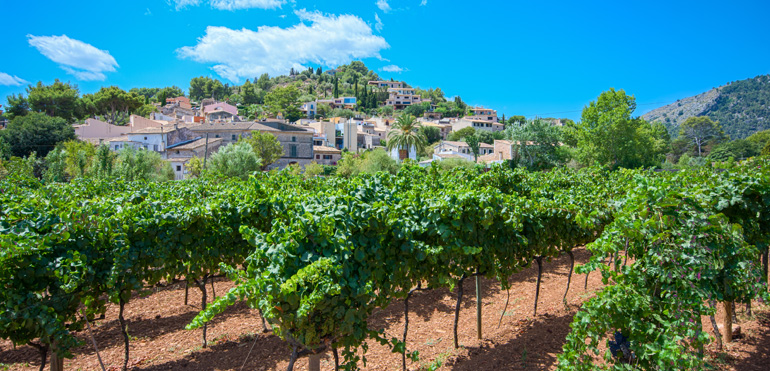Leitfaden zu den besten Weingütern Mallorcas, welches sollte man besuchen?